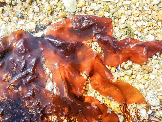 BENEFITS OF ATLANTIC DULSE