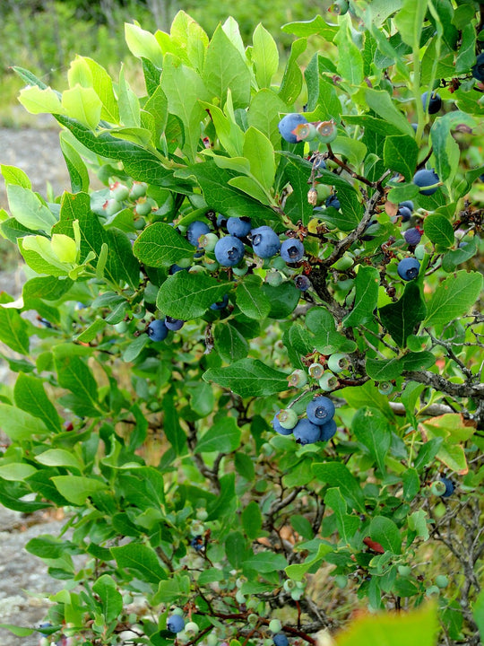 BENEFITS OF WILD BLUEBERRIES